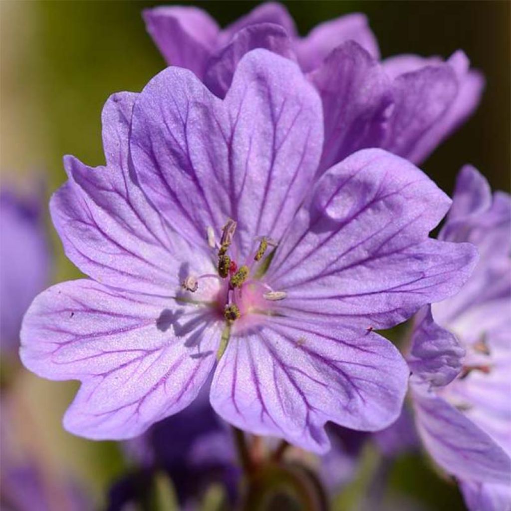 Géranium vivace tubéreux - Geranium tuberosum