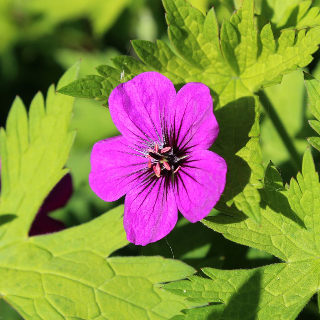 Géranium vivace Ann Folkard