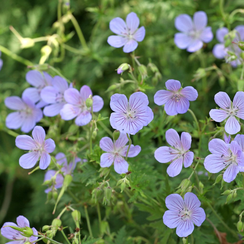 Geranium vivace Blue Cloud