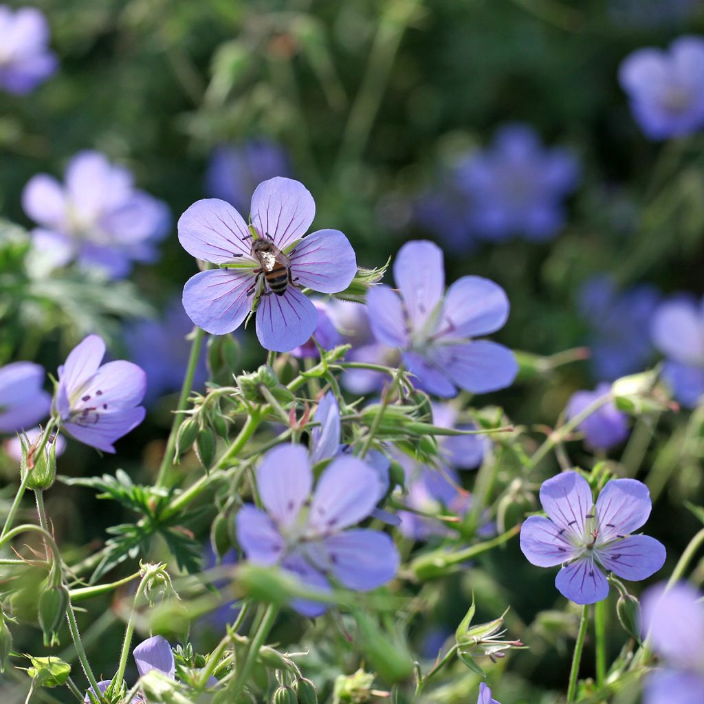 Geranium vivace Blue Cloud