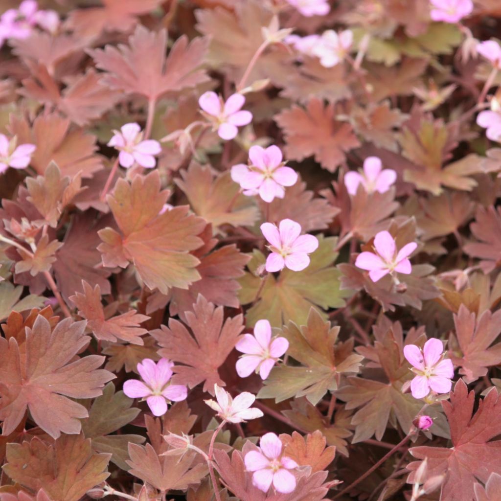 Geranium vivace Bob's Blunder - Géranium vivace rose pâle, feuillage brun argenté