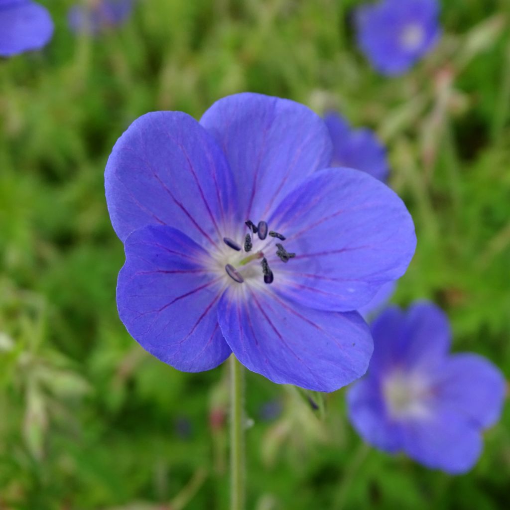 Géranium vivace Brookside - Géranium vivace hybride bleu 