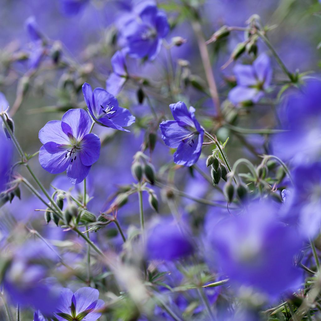 Géranium vivace Brookside - Géranium vivace hybride bleu 