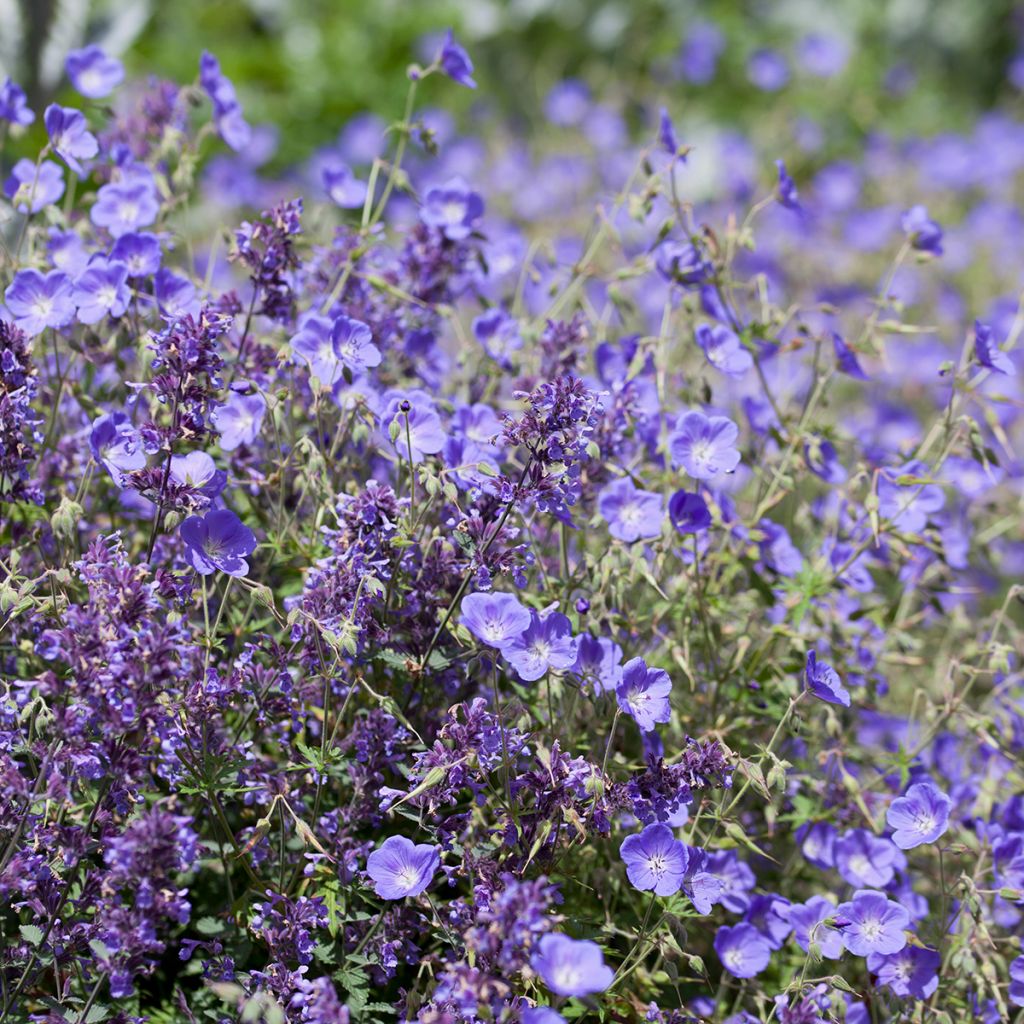 Géranium vivace Brookside - Géranium vivace hybride bleu 