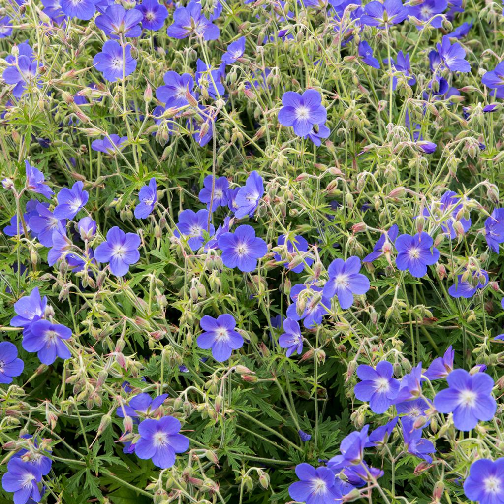 Géranium vivace Brookside - Géranium vivace hybride bleu 