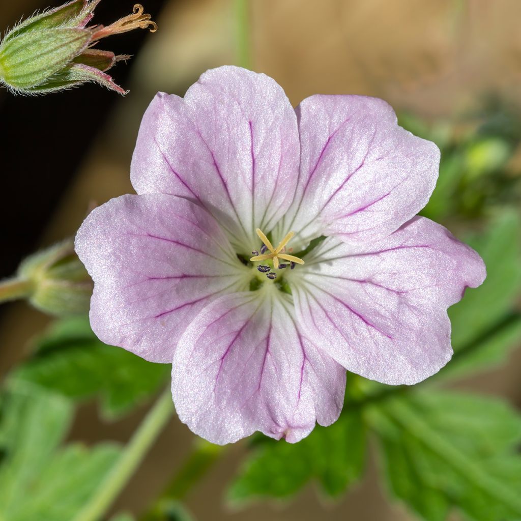 Géranium vivace Dreamland