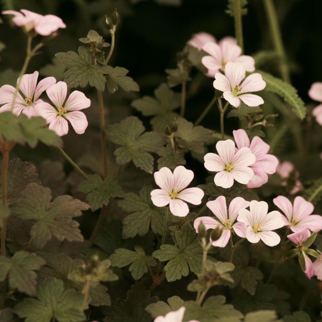 Geranium vivace Dusky Crug - Géranium hybride rose pâle, feuillage chocolat