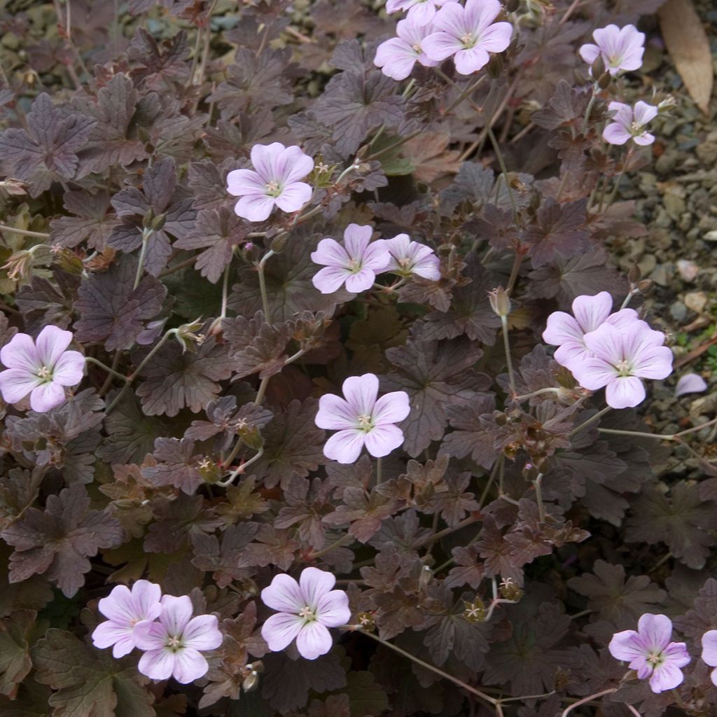 Geranium vivace Dusky Crug