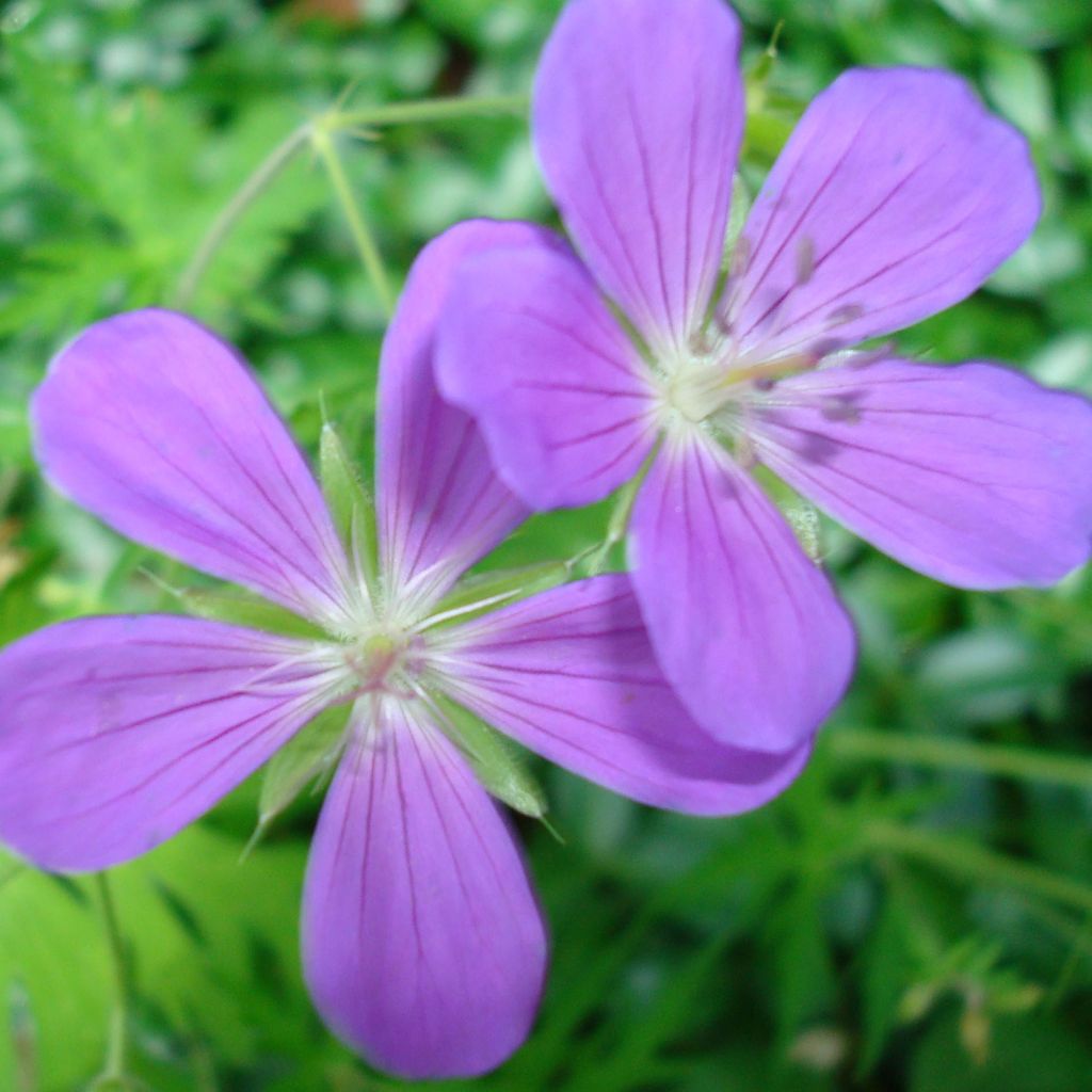 Geranium vivace Nimbus - Géranium vivace hybride bleu mauve intense.