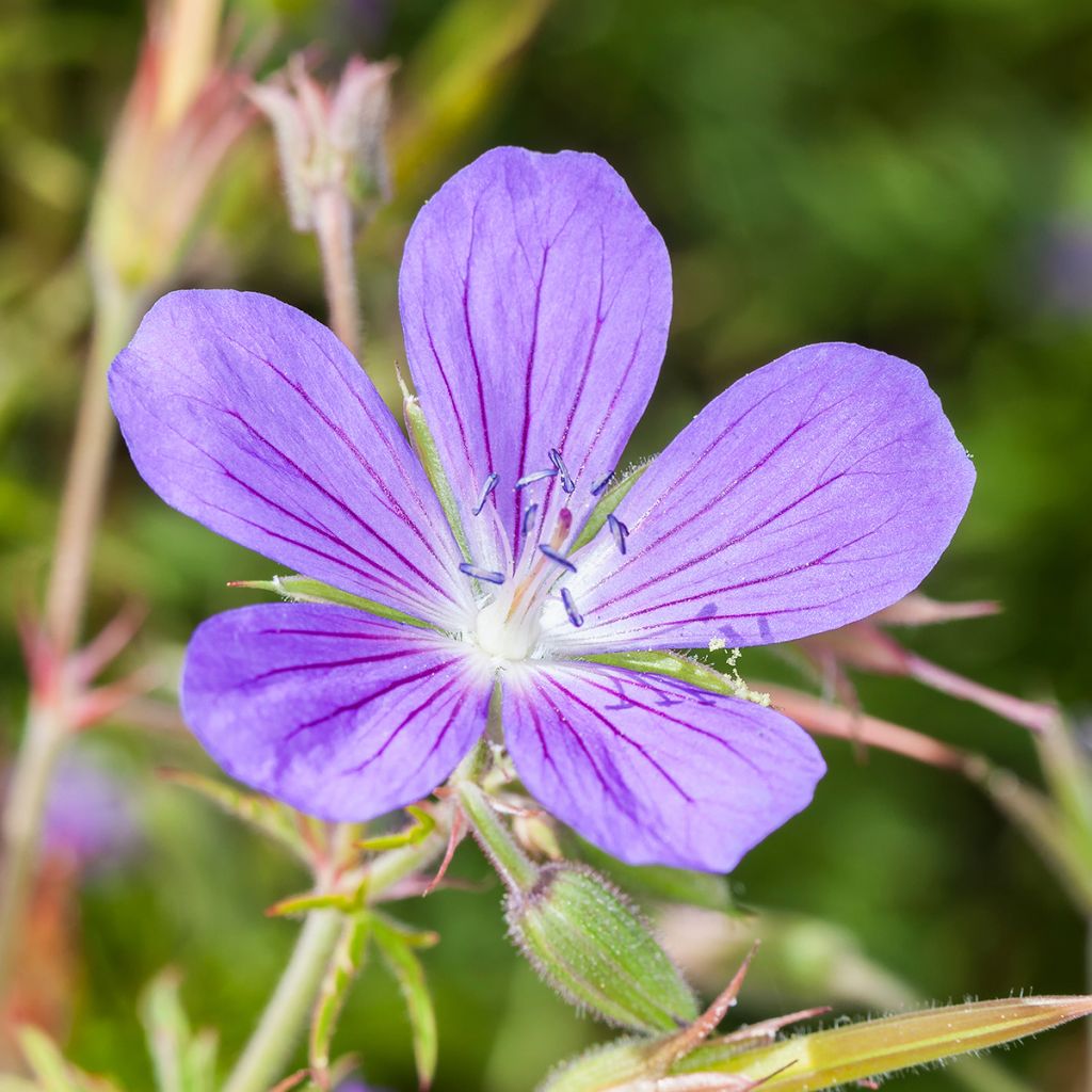 Geranium vivace Nimbus