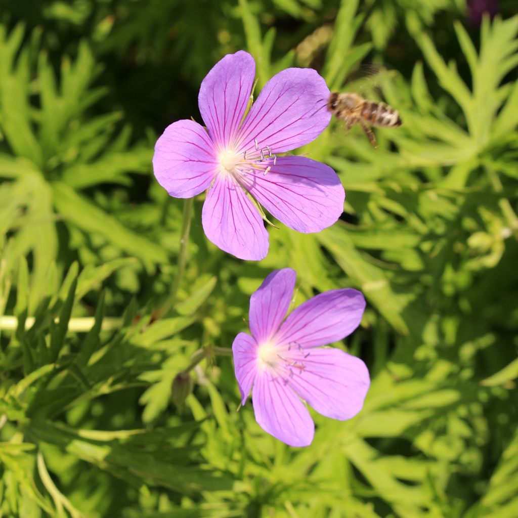 Geranium vivace Nimbus