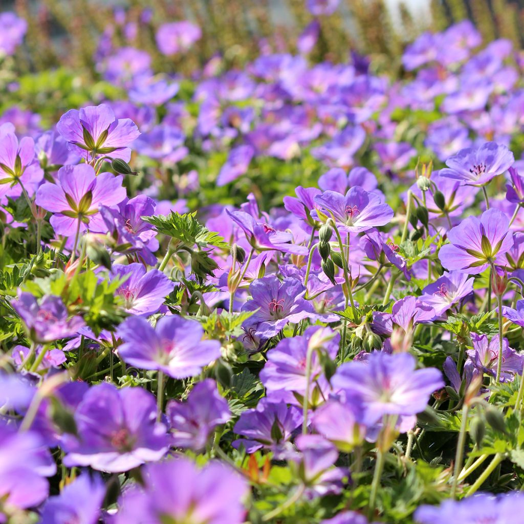 Géranium vivace Orion