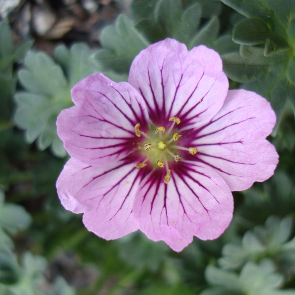 Geranium vivace Rothbury Gem