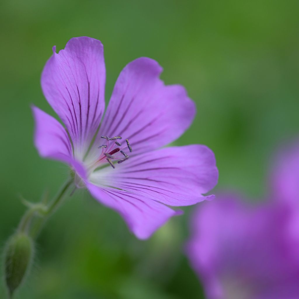 Géranium vivace Sirak