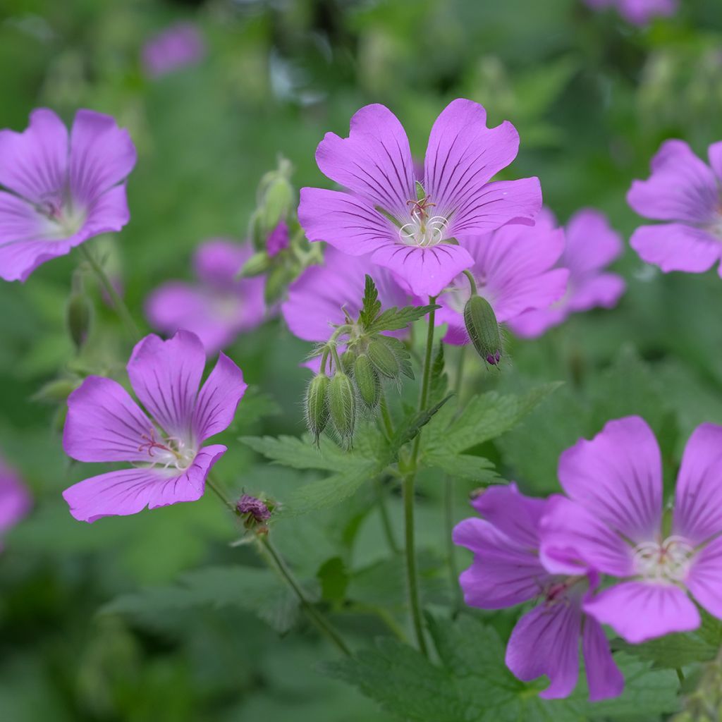 Géranium vivace Sirak