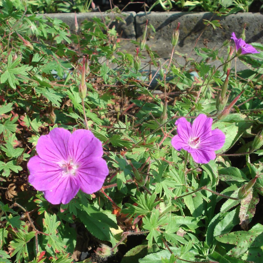 Geranium vivace Tiny Monster - Géranium hybride rose vif veiné de rouge sombre.