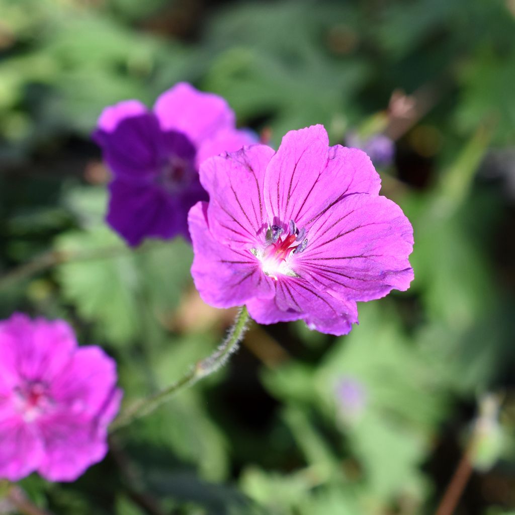 Geranium vivace Tiny Monster