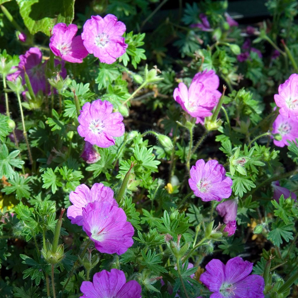 Geranium vivace Tiny Monster