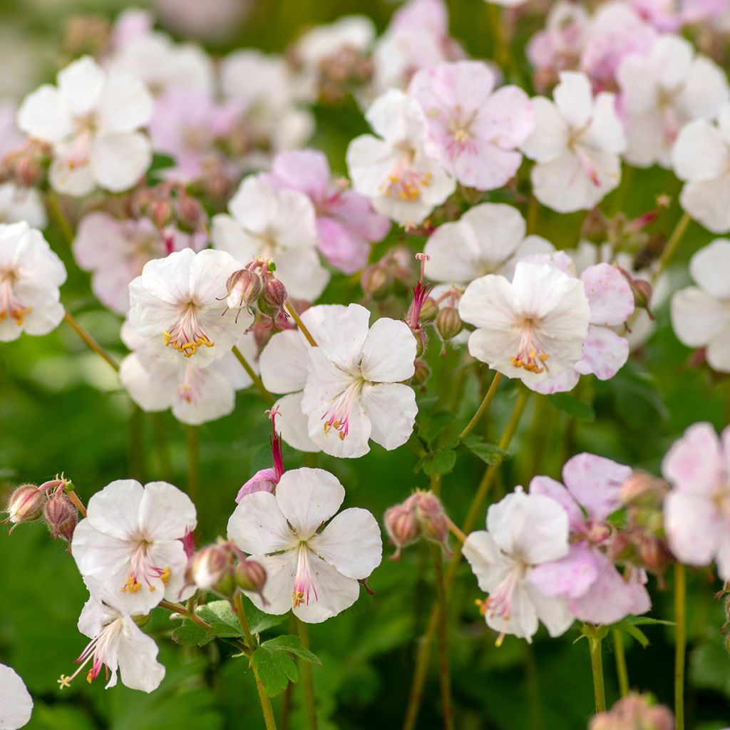 Géranium vivace cantabrigiense Biokovo