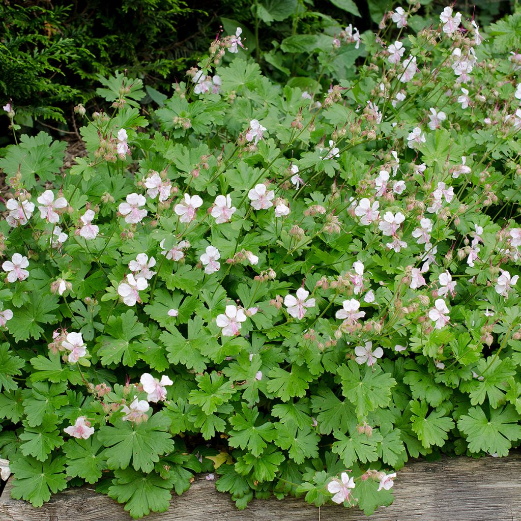 Géranium vivace cantabrigiense Biokovo