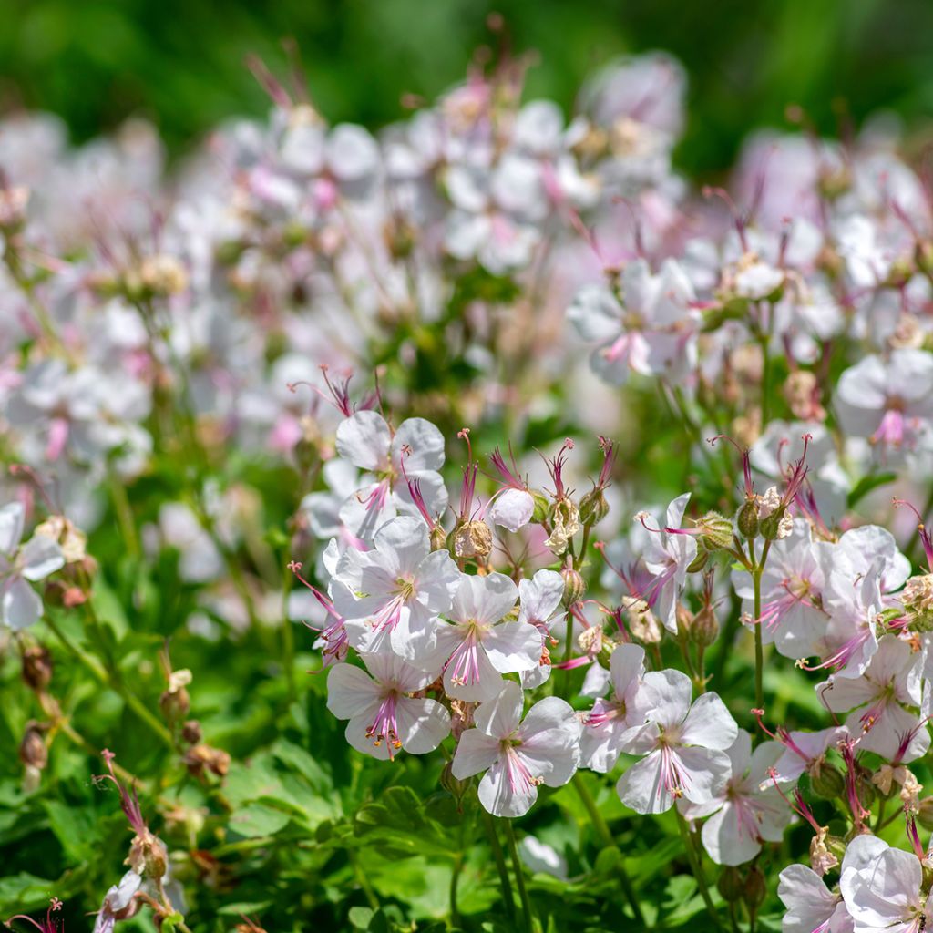 Géranium vivace cantabrigiense Biokovo