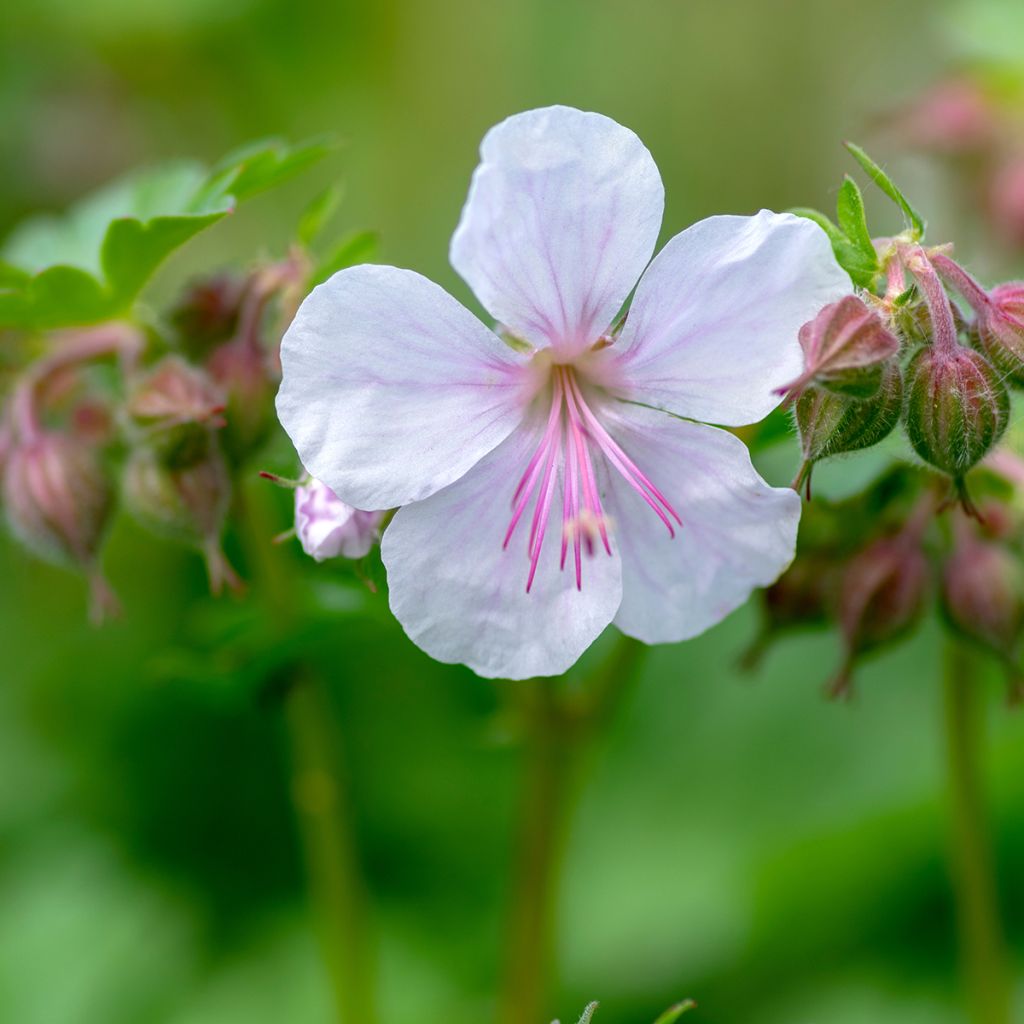 Géranium vivace cantabrigiense Biokovo