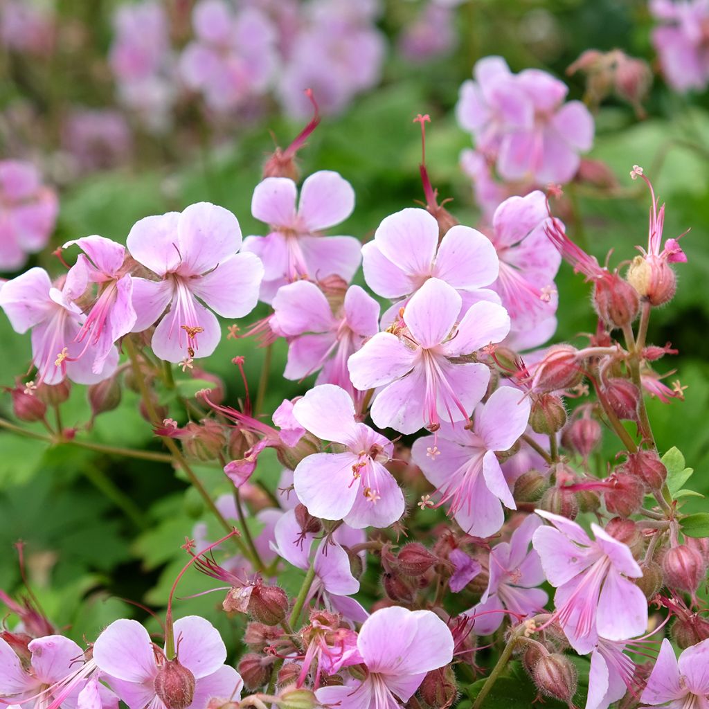 Geranium vivace cantabrigiense Hanne 