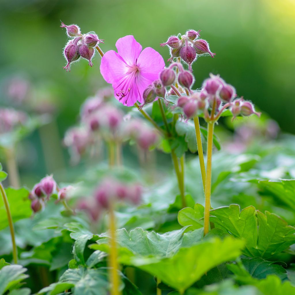 Géranium vivace cantabrigiense Karmina