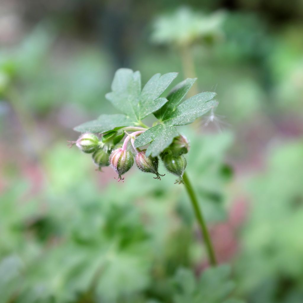 Géranium vivace cantabrigiense St Ola