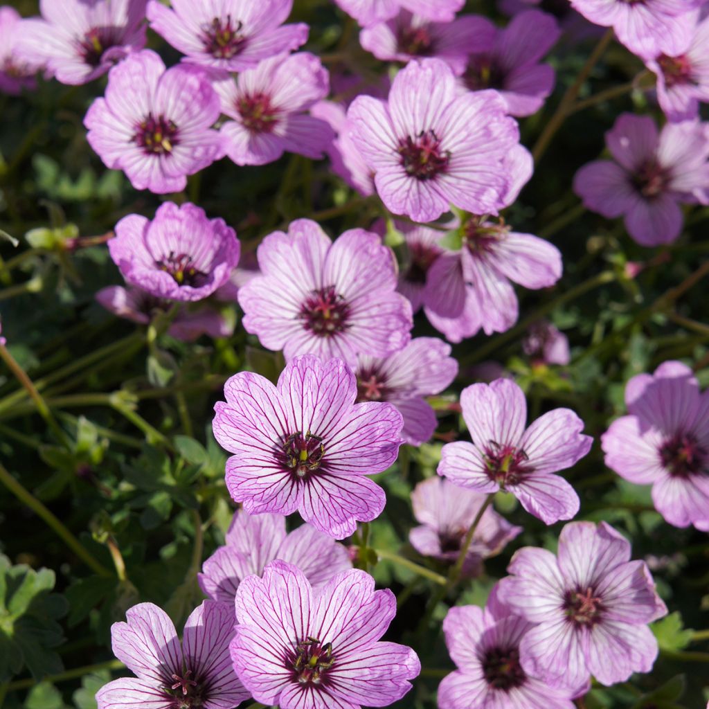 Geranium vivace cinereum Ballerina