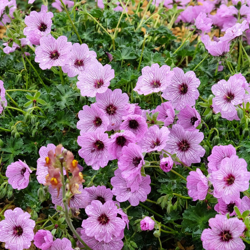 Geranium vivace cinereum Ballerina