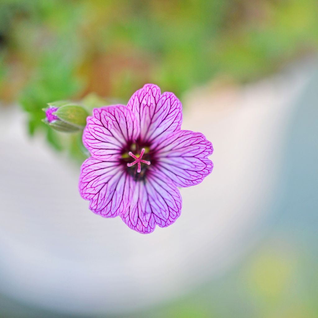 Geranium vivace cinereum Ballerina