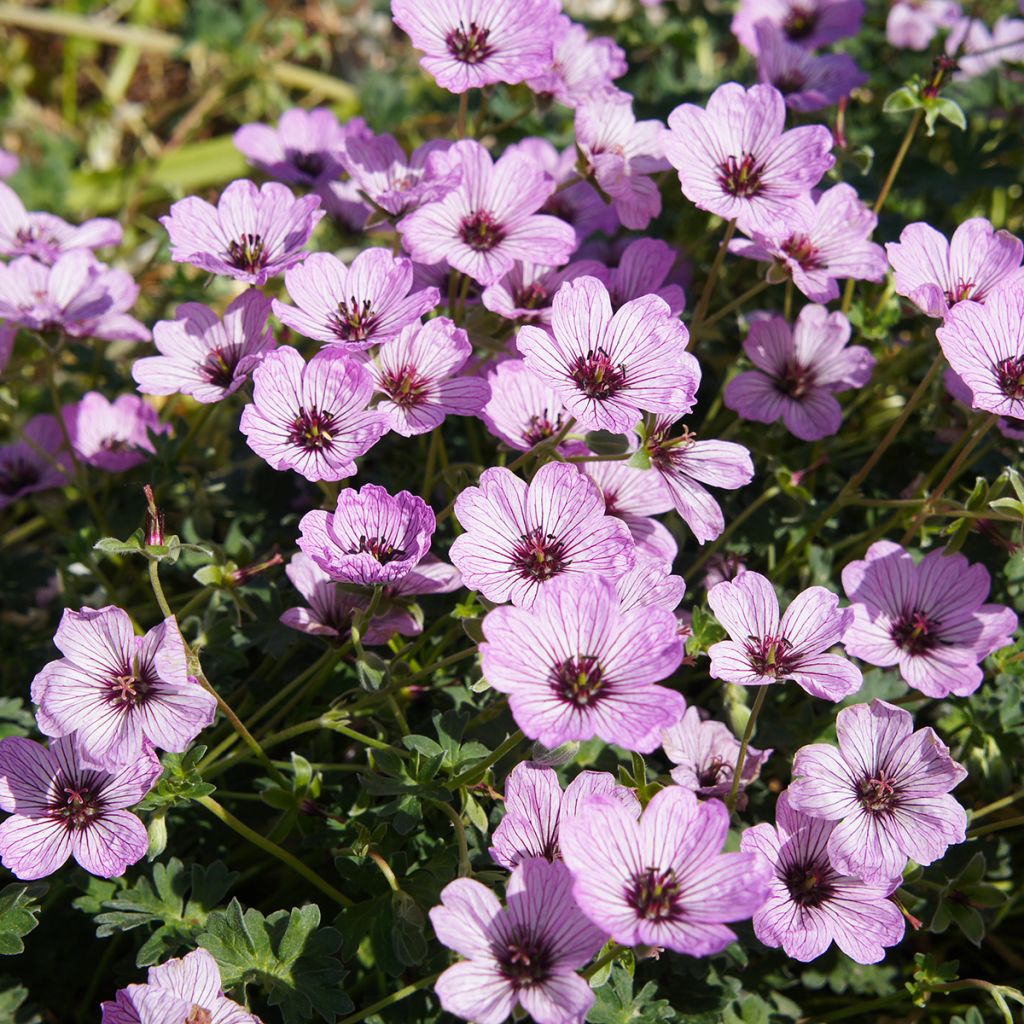 Geranium vivace cinereum Ballerina