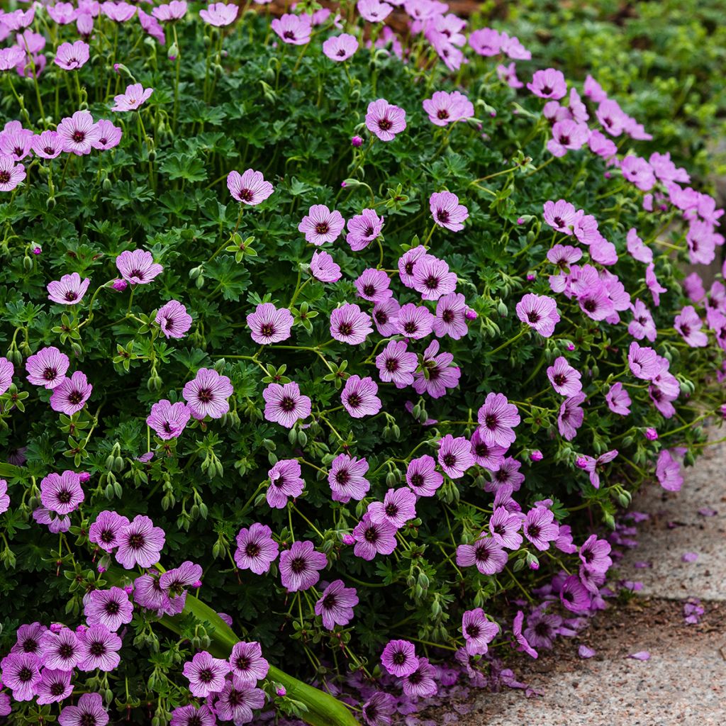 Geranium vivace cinereum Ballerina