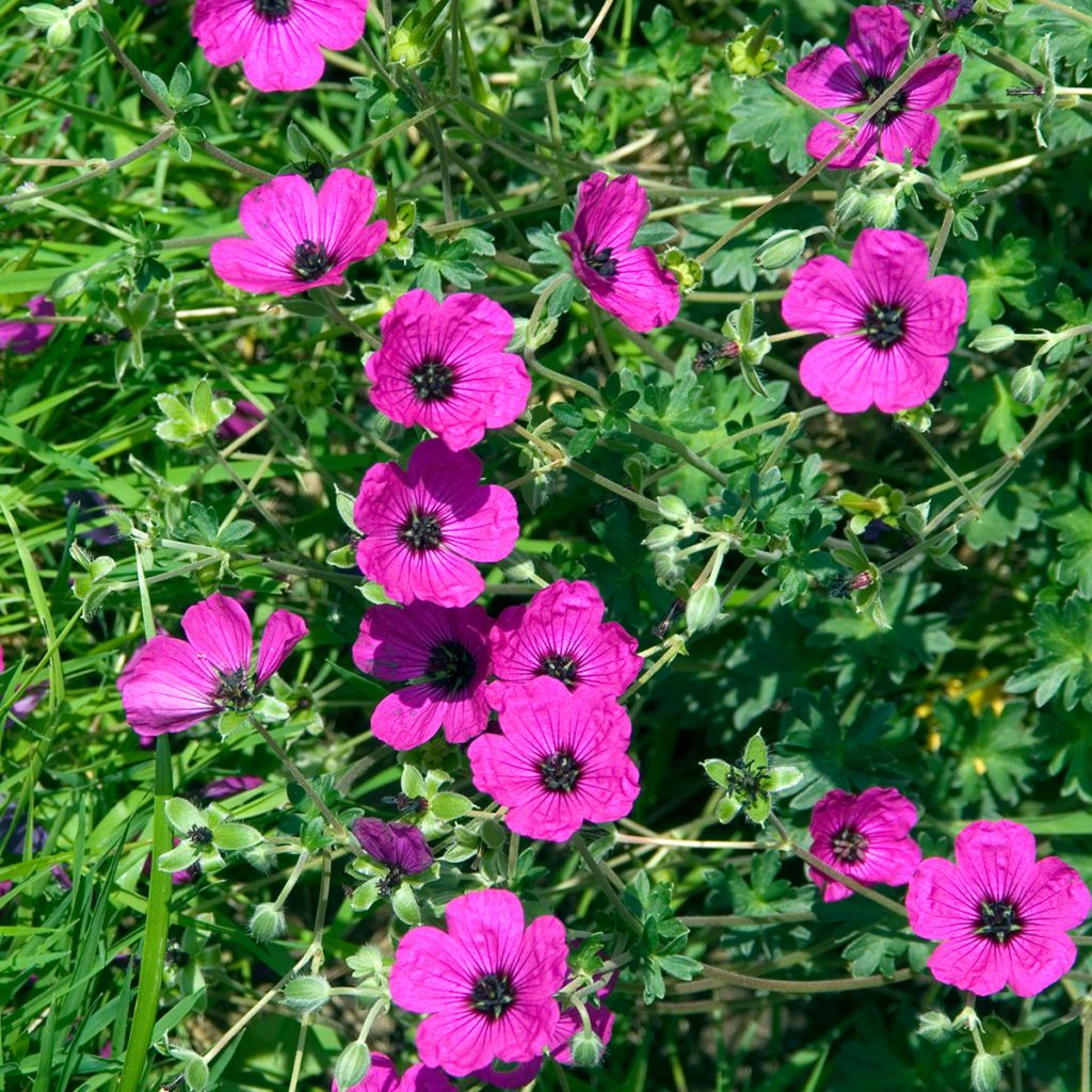 Géranium vivace cinereum v. subcaulescens Giuseppii