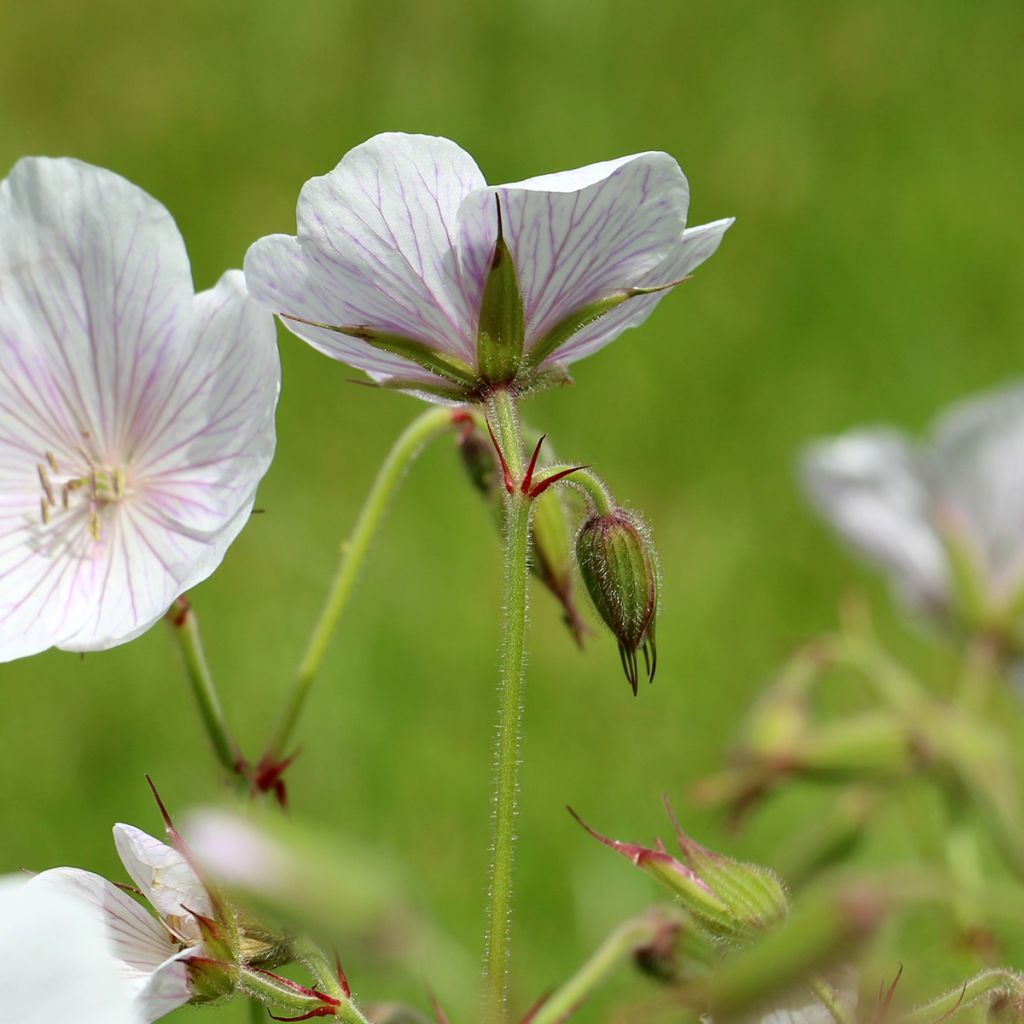 Géranium vivace clarkei Kashmir White