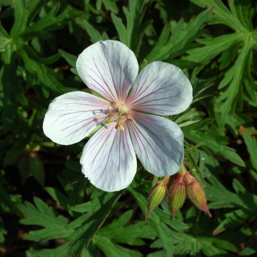 Géranium vivace clarkei Kashmir White