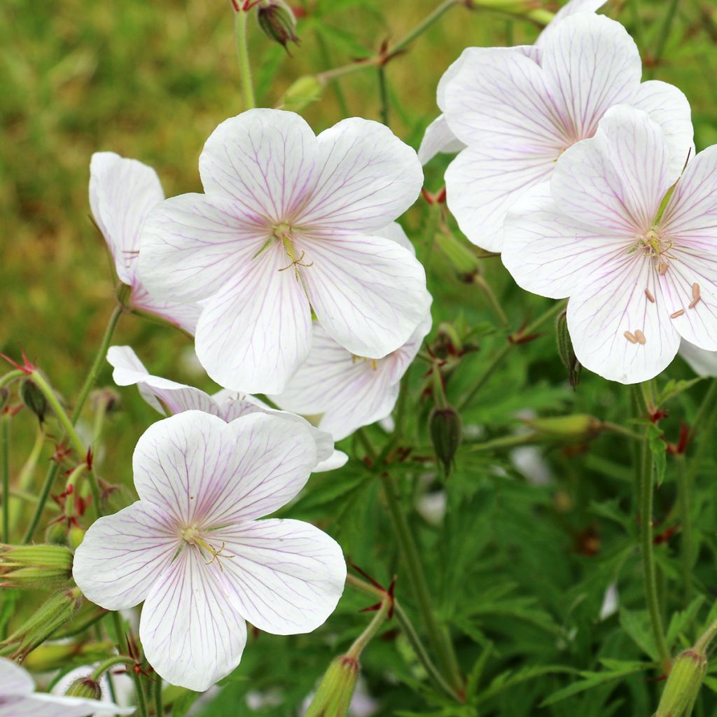 Géranium vivace clarkei Kashmir White