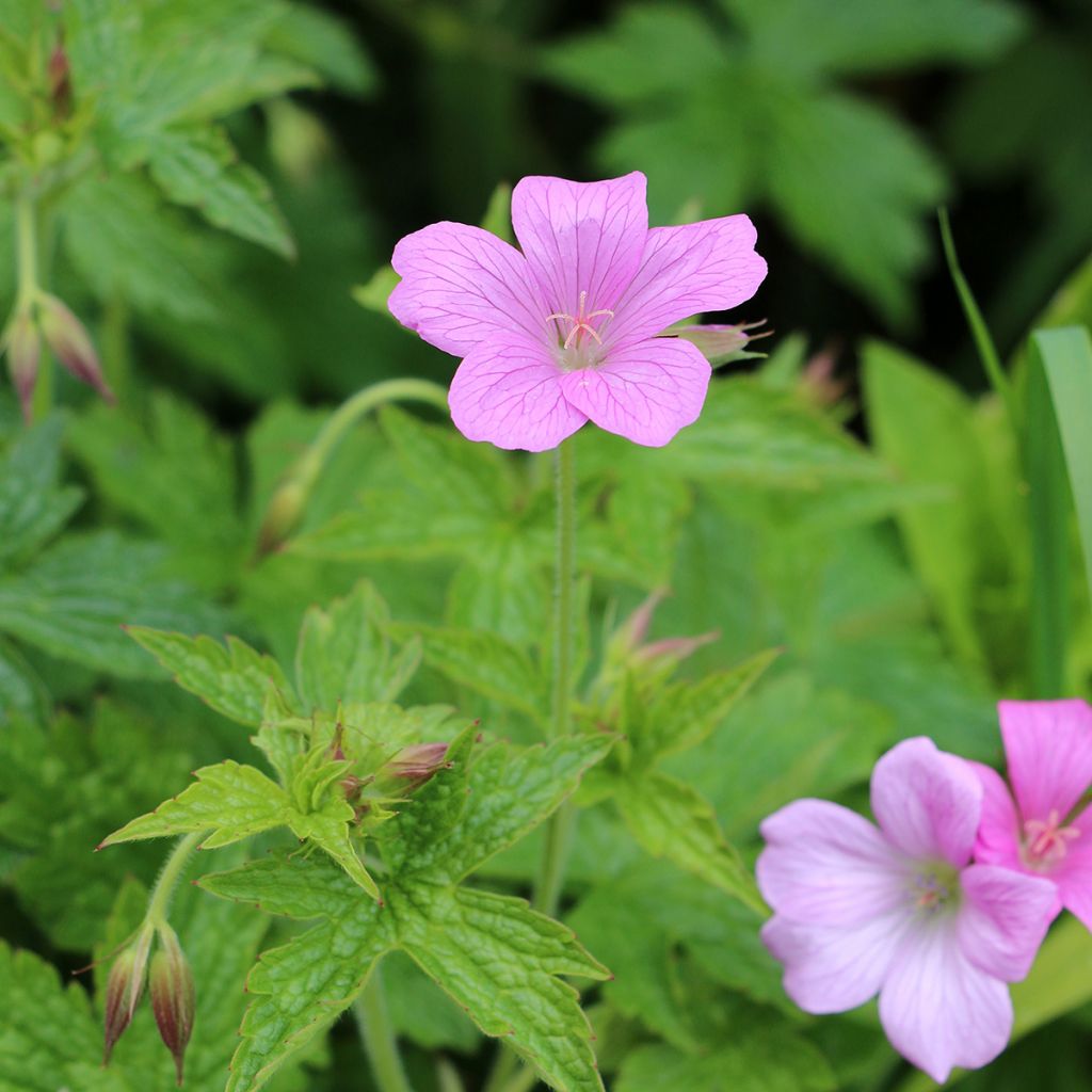 Géranium vivace endressii Wargrave Pink