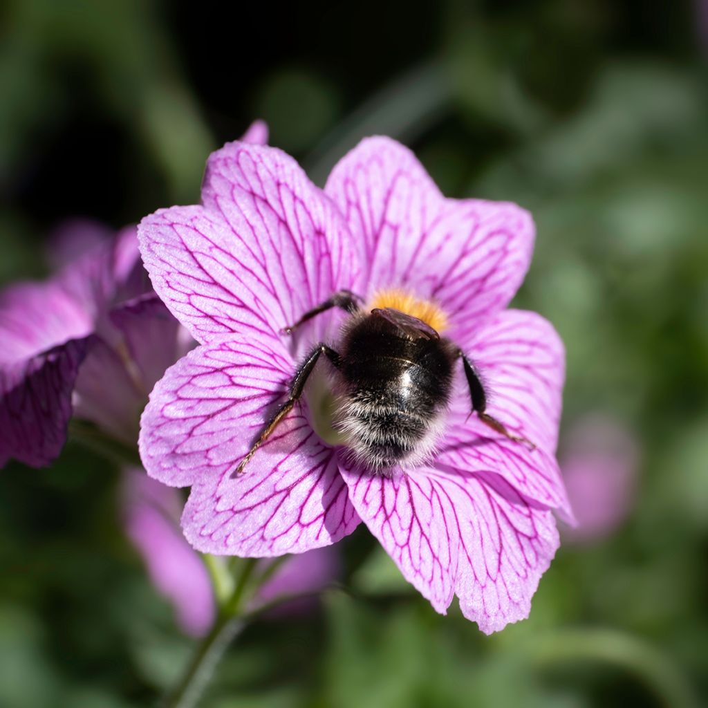 Géranium vivace endressii Wargrave Pink