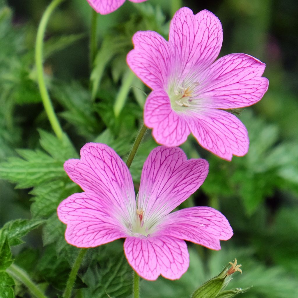 Géranium vivace endressii Wargrave Pink