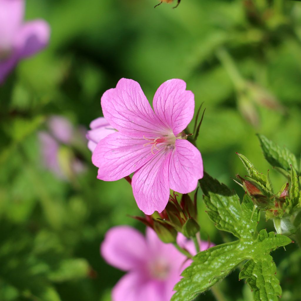 Géranium vivace endressii Wargrave Pink