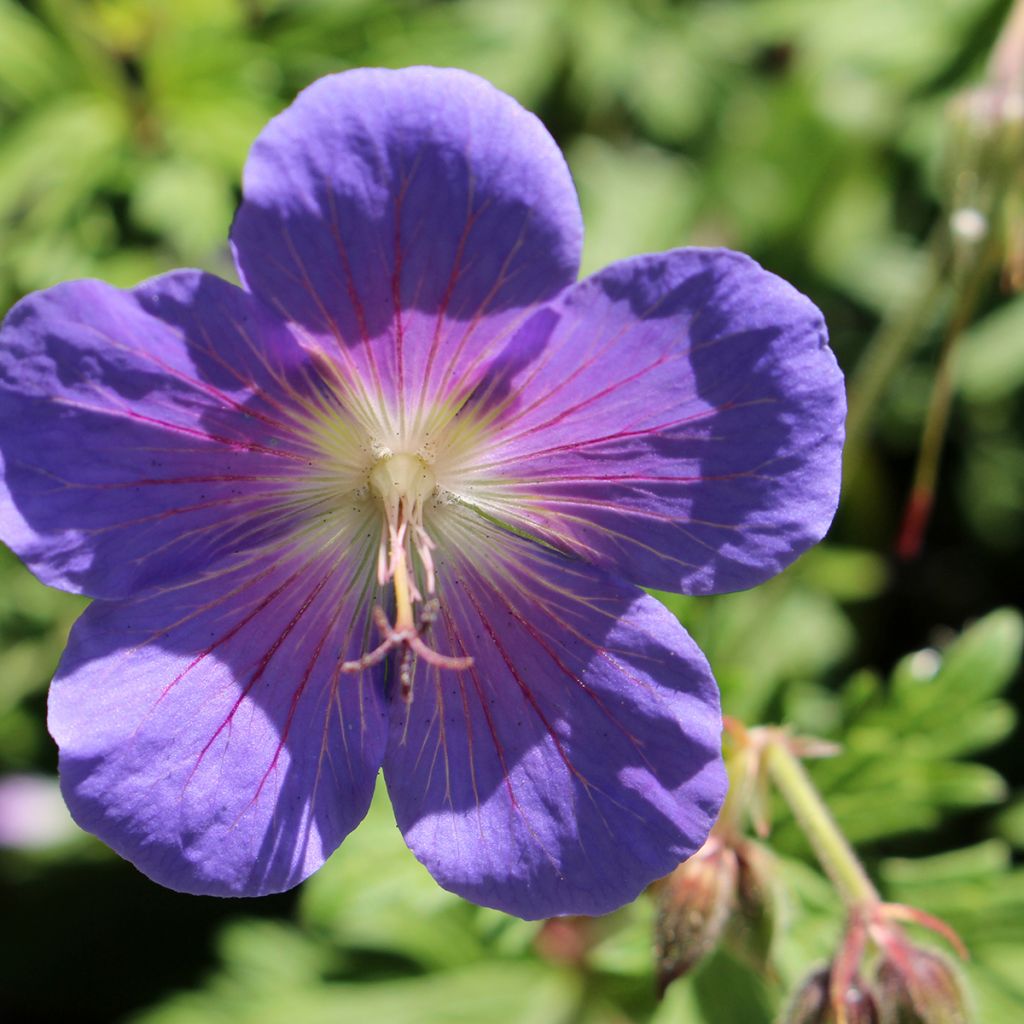 Geranium vivace himalayense Gravetye - Géranium de l'hymalaya