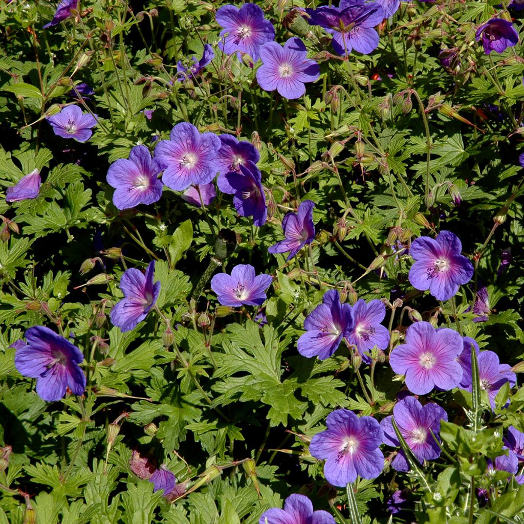 Geranium vivace himalayense Gravetye - Géranium de l'hymalaya