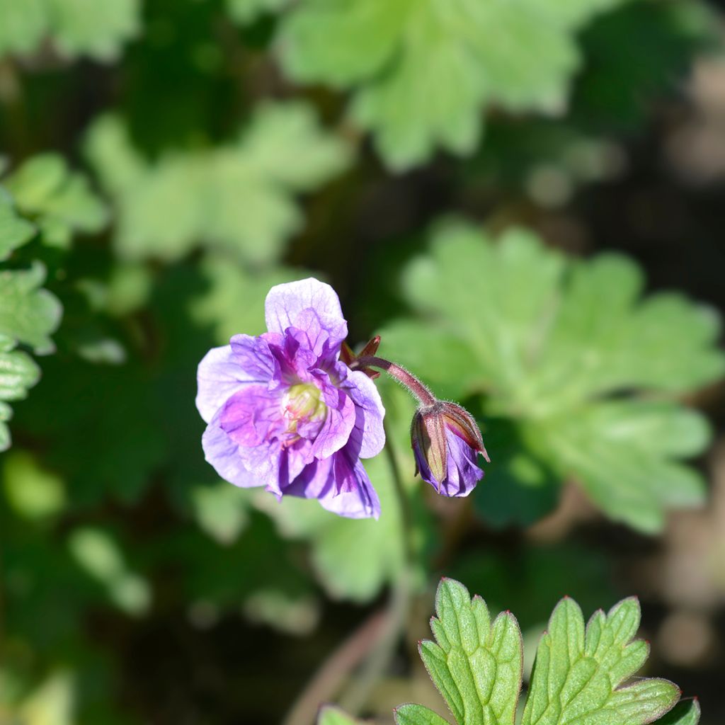 Géranium vivace himalayense Plenum (Birch Double)