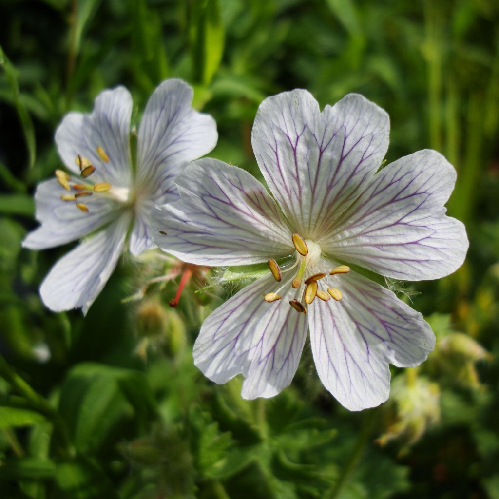 Geranium vivace ibericum White Zigana - Géranium blanc bleuté veiné violet.