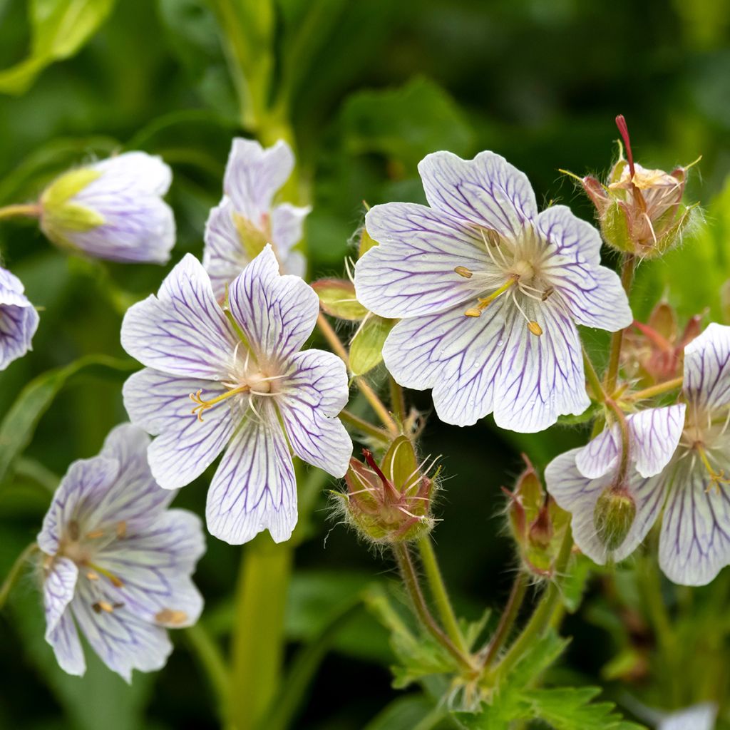 Geranium vivace ibericum White Zigana