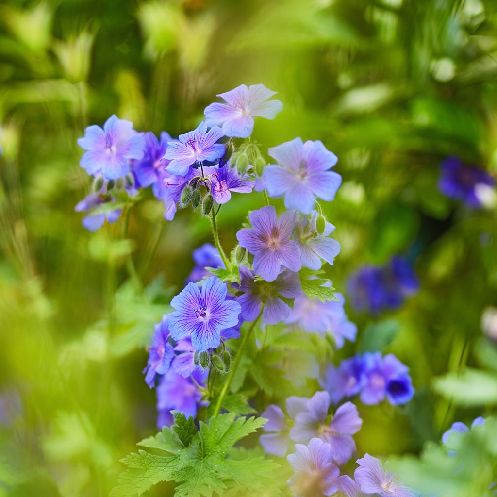 Géranium vivace ibericum