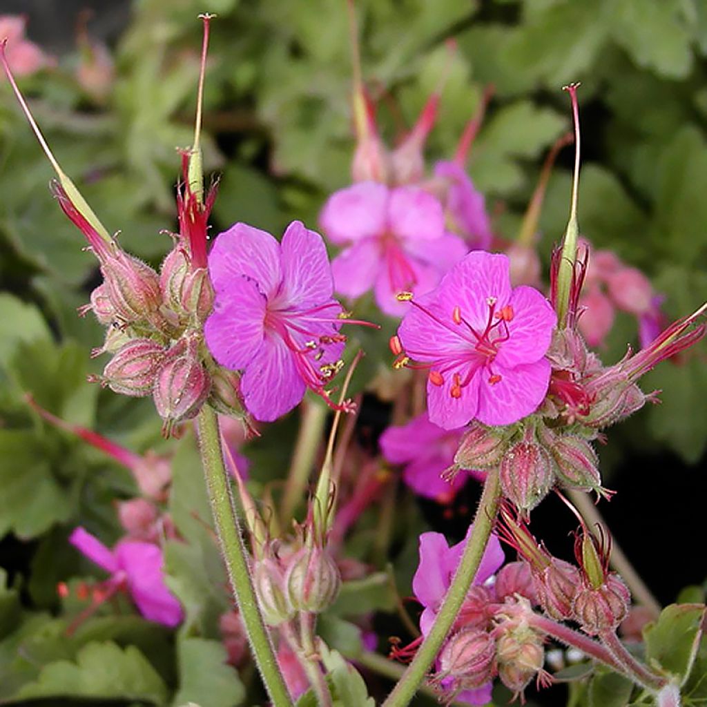 Géranium vivace macrorrhizum Ingwersen's Variety