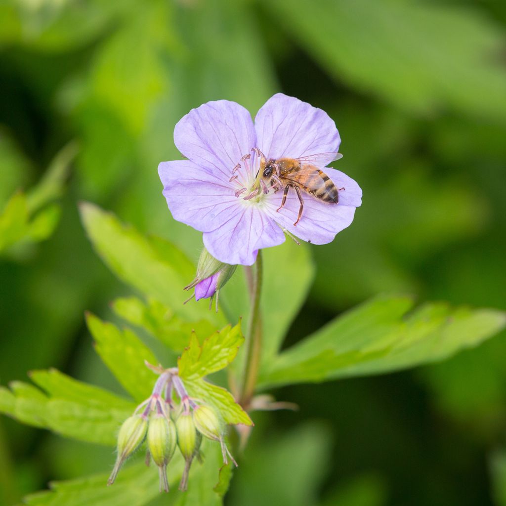 Géranium vivace maculatum